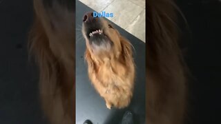 [Shorts 0098] DALLAS [#dogs #doggos #doggies #puppies #dogdaycare]