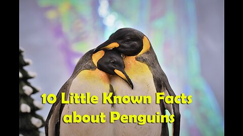 10 Little Known Facts about Penguins