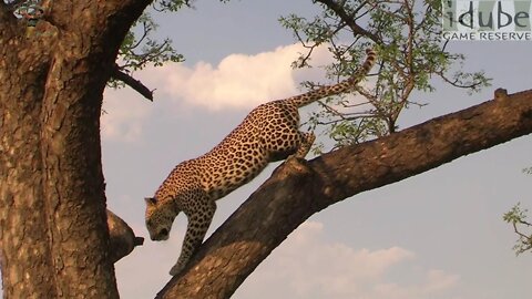 Leopard Jumps Out Of A Tree