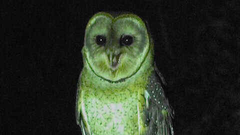 Owl whisperer's conversation with wild owl caught on night vision camera