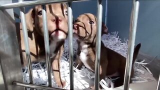 6 puppies found in closed suitcase outside Tampa vacation rental