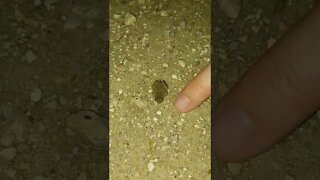 World's TINIEST Toad