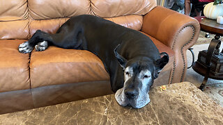 Comfy Great Dane Naps With Her Head On The Table