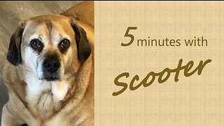 5 Minutes with Scooter - Grooming