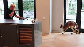 FIGHTING OFF A WILD KANGAROO THAT BROKE INTO OUR HOUSE - JAKE PAUL