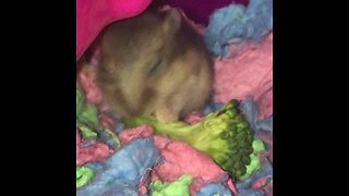 Baby hamster eating broccoli