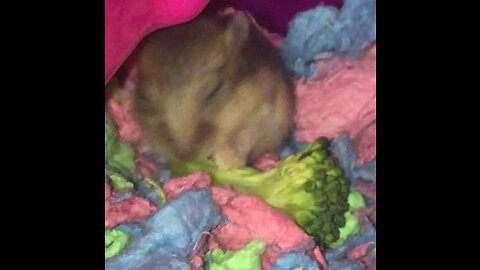 Baby hamster eating broccoli