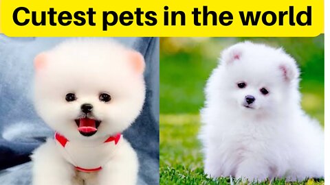 cutest dog pets in the world ||baby pets, pets town ||