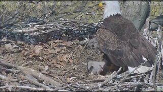 Hays Eagles Mom shelters H13 H14 H15 on warm spring day 4721 12:28PM