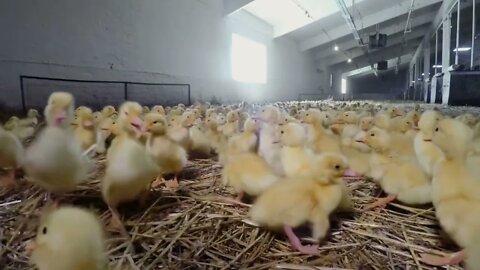 Little yellow ducklings at poultry farm