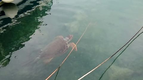 Rare Sea Turtle Spotted Swimming Near A Port In Greece