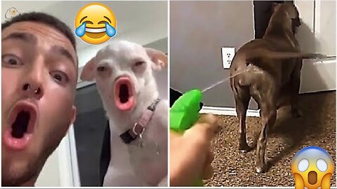 Funny Animal : Dogs and Cats Top Funniest Moments 2023 | Lively Funny Animal