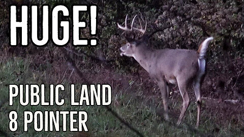 I saw a STUD 8 POINTER!