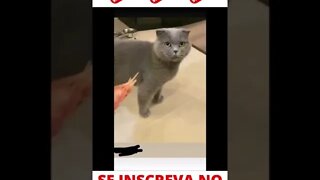 Gato tem nojo de camarão #shorts