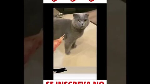 Gato tem nojo de camarão #shorts