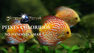 🌎 Câmera Terra | Peixes do Fundo do Mar |Peixes Coloridos no Fundo do Mar | 2021