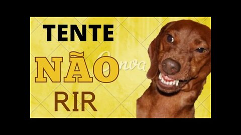 MELHORES VIDEOS DE ANIMAIS ENGRAÇADOS DO TIKO E TEKO 😂