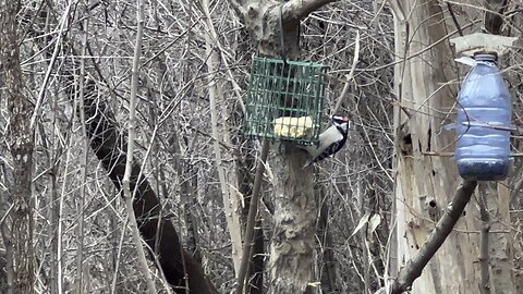 Wood peckers competing for food