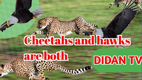 Cheetahs and hawks are both skilled predators,