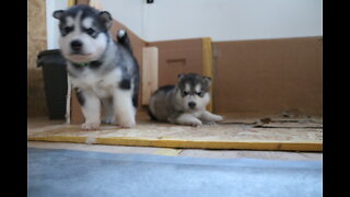 Malamute / Husky puppies [Week 6] week of the TIRED mother