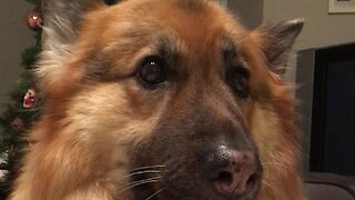 German Shepherd "sheds tears" when it''s time for owner to leave