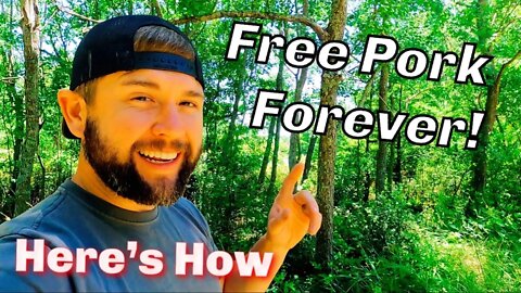 How To Raise Pigs For FREE | Years Worth Of Pork FREE | Survival Prepping For Food Shortages