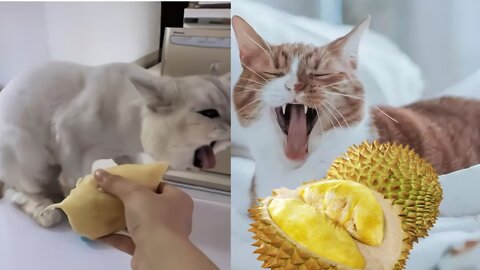 Funny cat to smelling Durian-Cute and funny cat videos compilation