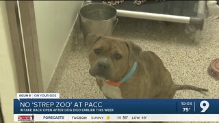 PACC resumes dog intake after negative test for "Strep zoo"