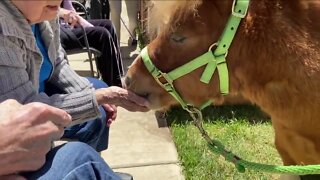 Couple brings therapy miniature horse to visit seniors around Denver metro