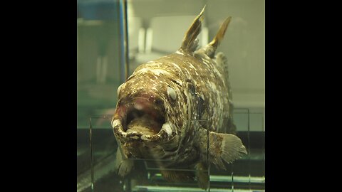 The Indonesian Coelacanth