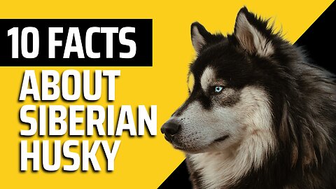 Here are 10 fascinating facts about Siberian Huskies