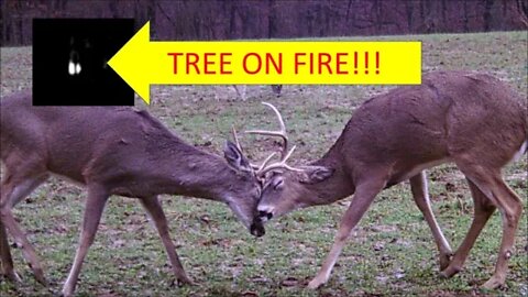 KENTUCKY TRAIL CAM CAPTURES BURNING TREE! Kentucky Bucks & more!