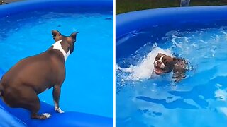 Owners Build Indoor Pool For Their Swimming Obsessed Dog