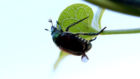 Japanese Beetle Climbing Around a Vine