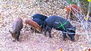 BOWHUNTING WILD HOGS