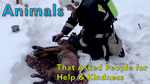 Animals That Asked People for Help & Kindness Caught on camera