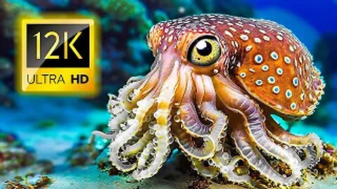 A Wildlife Tour of Ocean Animals and Fish 12K ULTRA HD - Ocean Sounds and Piano Music