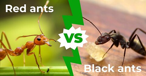 BLACK VS RED ANTS BATTLEGROUND | EPISODE 3 🖤♥️ #battle #ants