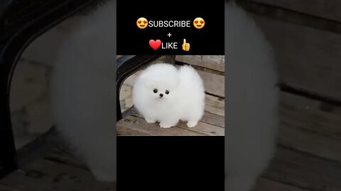 Funny & Cute Dog Compilation TikTok #shorts 😻1080p 1