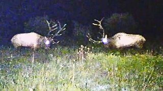 PA Elk Rut 2023 Part 6 - Two Monster 7x7's Fight!! (9/15/23)