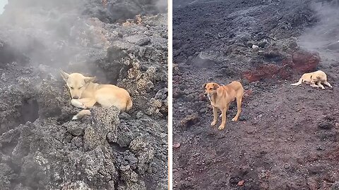 Wild dogs turn hot volcanic ground into personal spas