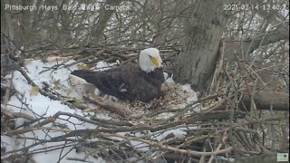 Hays Eagles Dad on Egg reacts to Squirrel 2021 02 14 1:40PM