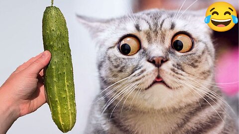 Cats vs Cucumbers Compilation 😂