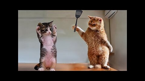 Funny cats videos going viral😂