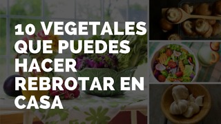 10 Vegetales Que Puedes Hacer Rebrotar En Casa