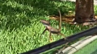 Lizard Derps: Lizards doing funny things in Epic Slow Motion