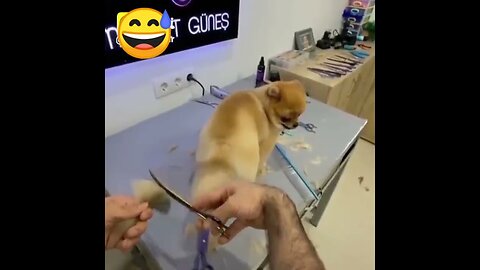 New style dog tail hair cutting