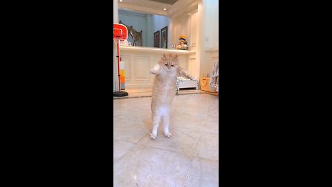 cat fun videos