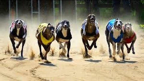 Greyhound dog racing - Track race 480m