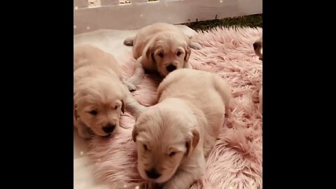 cute puppies😍🐕🐾